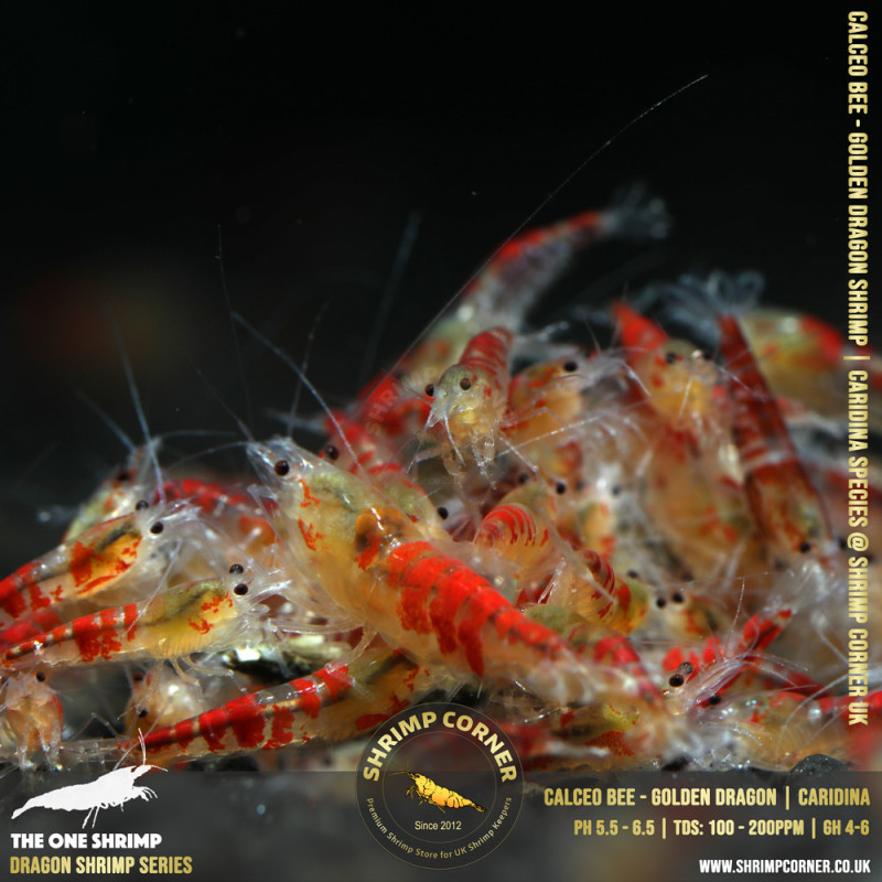 CALCEO BEE or GOLDEN DRAGON Shrimp | Caridina Species @ Shrimp Corner