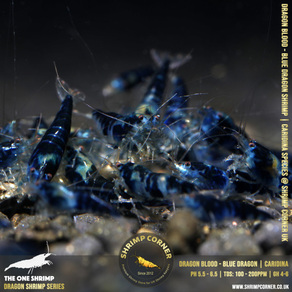 DRAGONBLOOD or BLUE DRAGON Shrimp | Caridina Species @ Shrimp Corner