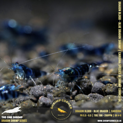 DRAGONBLOOD or BLUE DRAGON Shrimp | Caridina Species @ Shrimp Corner 2