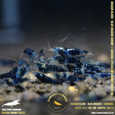 DRAGONBLOOD or BLUE DRAGON Shrimp | Caridina Species @ Shrimp Corner