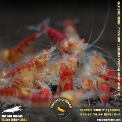 ORANGE EYES Calceo Bee (GOLDEN DRAGON) Shrimp | Caridina Species @ Shrimp Corner 2
