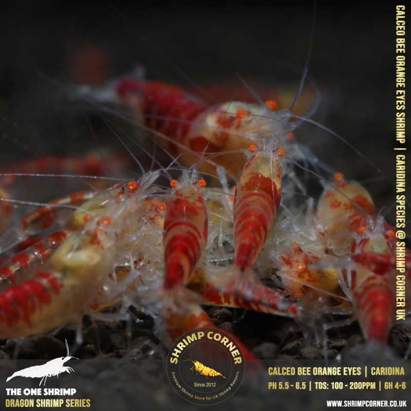 ORANGE EYES Calceo Bee (GOLDEN DRAGON) Shrimp | Caridina Species @ Shrimp Corner
