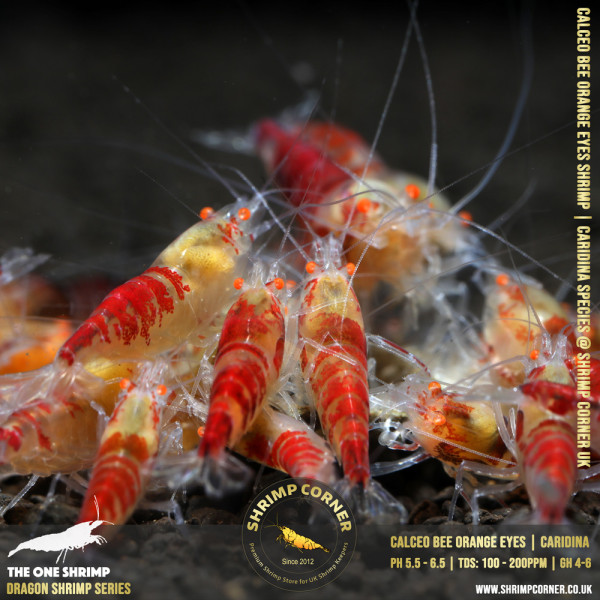 ORANGE EYES Calceo Bee (GOLDEN DRAGON) Shrimp | Caridina Species @ Shrimp Corner