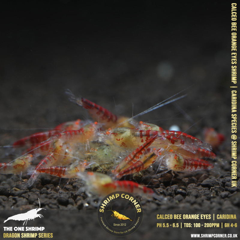 ORANGE EYES Calceo Bee (GOLDEN DRAGON) Shrimp | Caridina Species @ Shrimp Corner