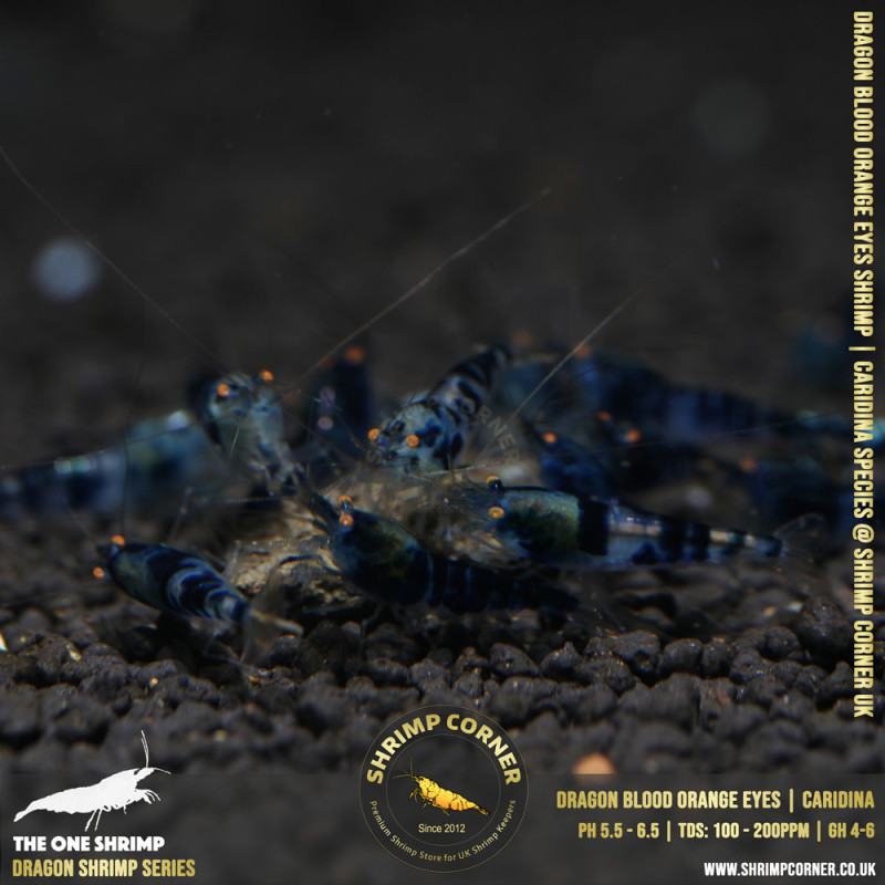 Orange Eyes Dragonblood or Blue Dragon Shrimp | Caridina Species @ Shrimp Corner