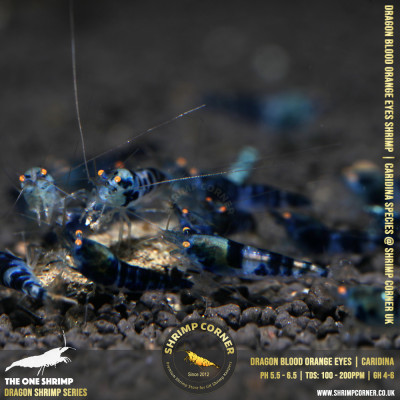 Orange Eyes Dragonblood or Blue Dragon Shrimp | Caridina Species @ Shrimp Corner 2