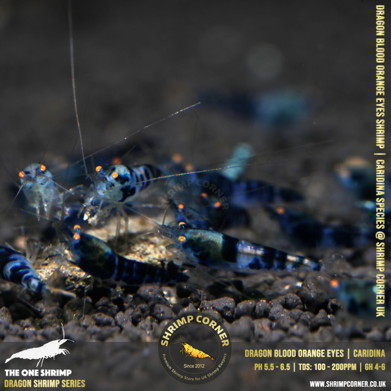 Orange Eyes Dragonblood or Blue Dragon Shrimp | Caridina Species @ Shrimp Corner
