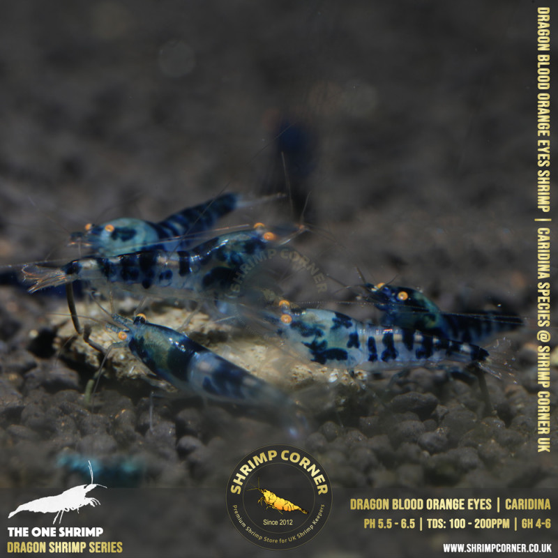 Orange Eyes Dragonblood or Blue Dragon Shrimp | Caridina Species @ Shrimp Corner
