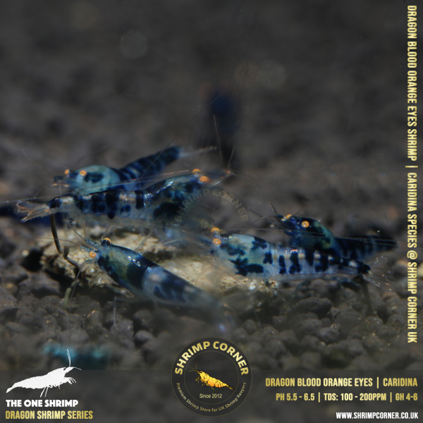 Orange Eyes Dragonblood or Blue Dragon Shrimp | Caridina Species @ Shrimp Corner