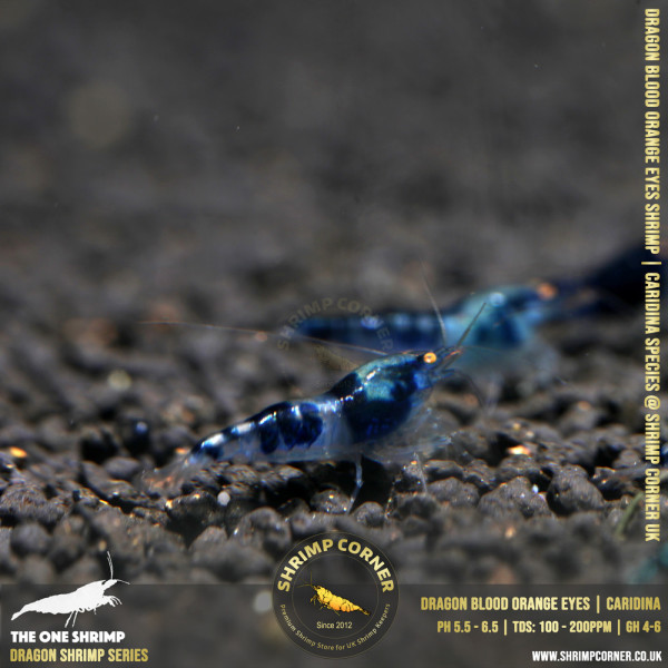 Orange Eyes Dragonblood or Blue Dragon Shrimp | Caridina Species @ Shrimp Corner