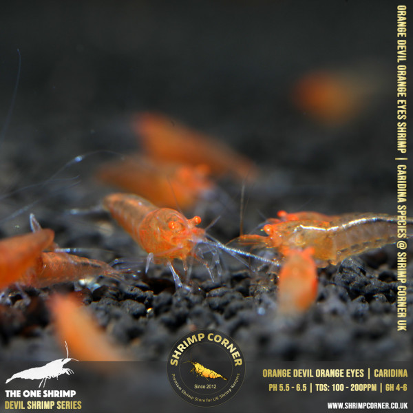 ORANGE DEVIL Shrimp | Caridina Species @ Shrimp Corner