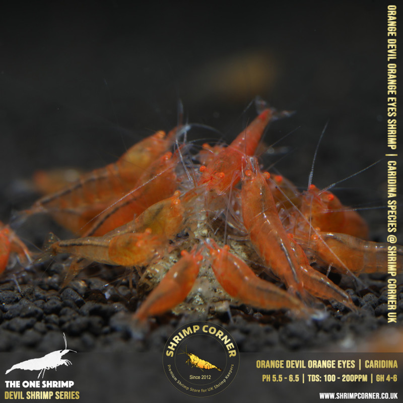 ORANGE DEVIL Shrimp | Caridina Species @ Shrimp Corner