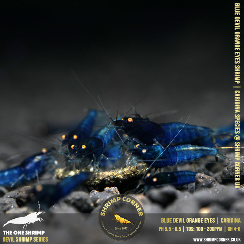 BLUE DEVIL Shrimp | Caridina Species @ Shrimp Corner
