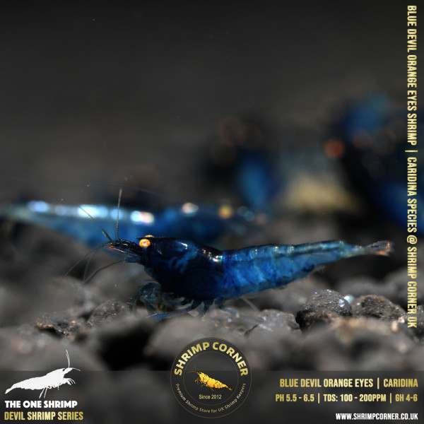 BLUE DEVIL Shrimp | Caridina Species @ Shrimp Corner