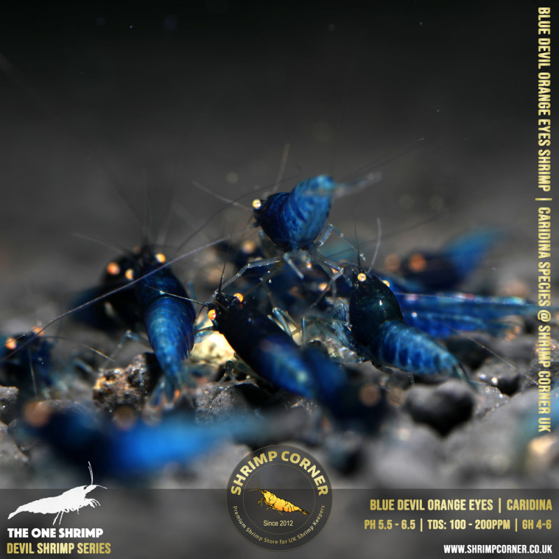 BLUE DEVIL Shrimp | Caridina Species @ Shrimp Corner