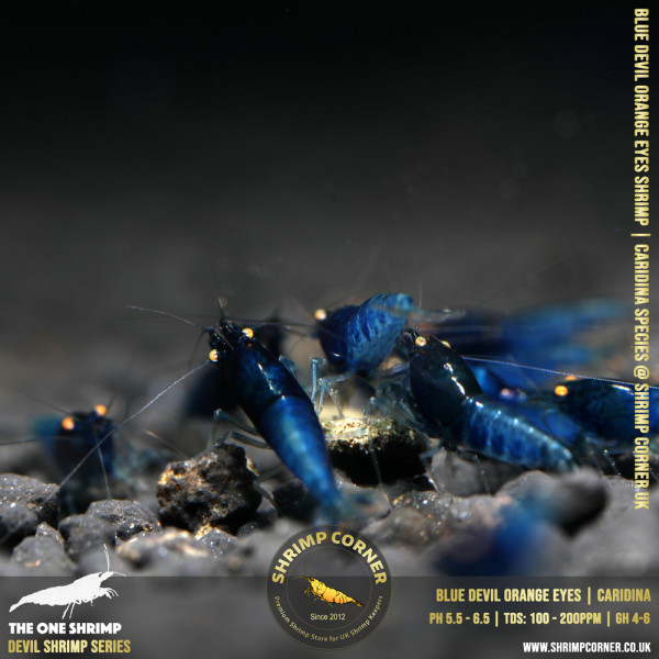 BLUE DEVIL Shrimp | Caridina Species @ Shrimp Corner