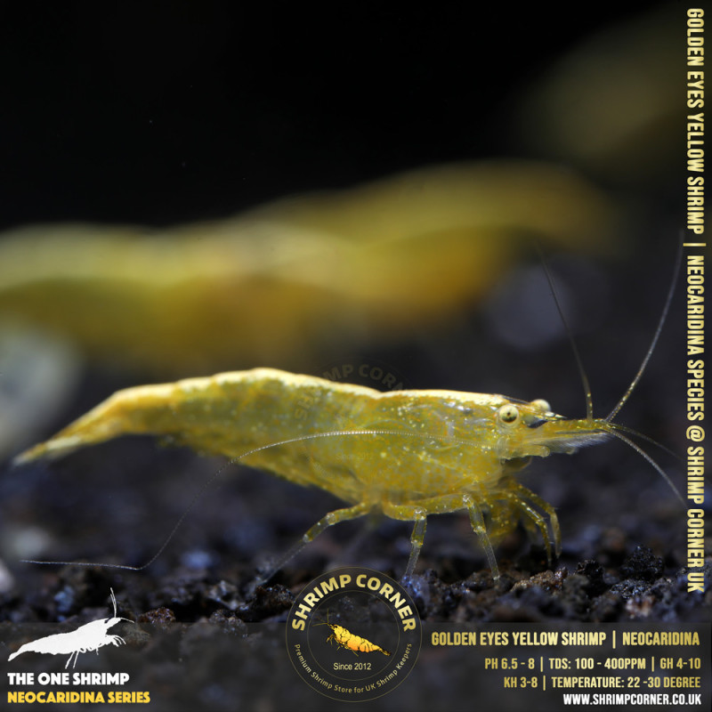 GOLDEN EYES Yellow Neocaridina Shrimp | with Golden Back Line