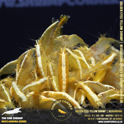GOLDEN EYES Yellow Neocaridina Shrimp | with Golden Back Line