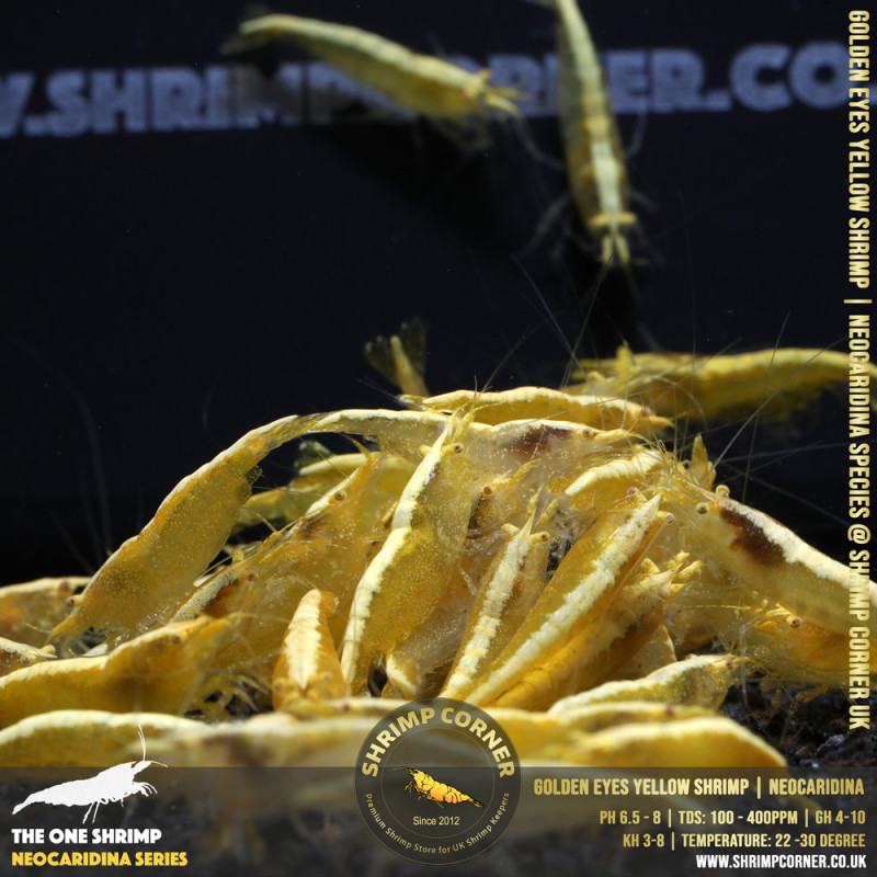GOLDEN EYES Yellow Neocaridina Shrimp | with Golden Back Line