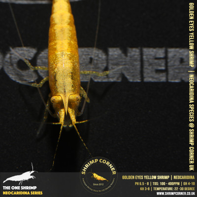 GOLDEN EYES Yellow Neocaridina Shrimp | with Golden Back Line 2