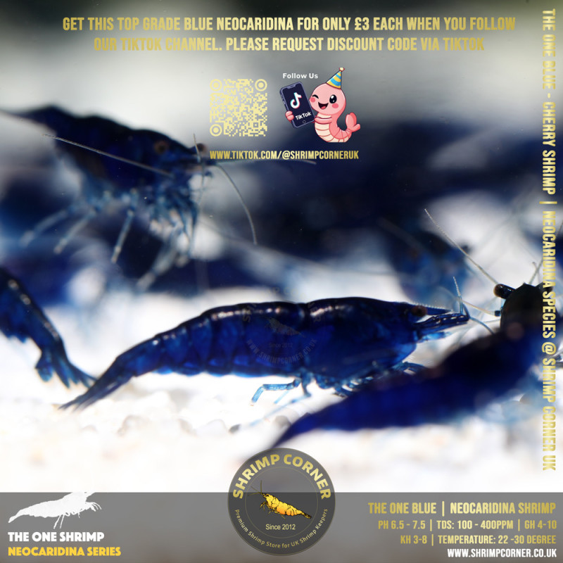 THE ONE BLUE | Highest Grade of Blue Cherry Shrimp @ Shrimp Corner