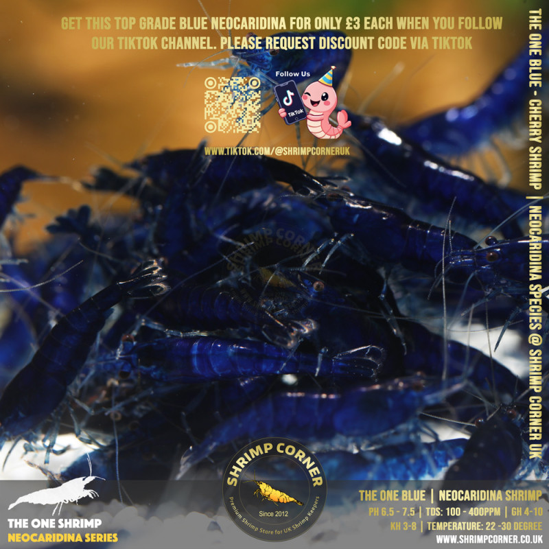 Group of 10 x THE ONE BLUE | Highest Grade of Blue Cherry Shrimp @ Shrimp Corner