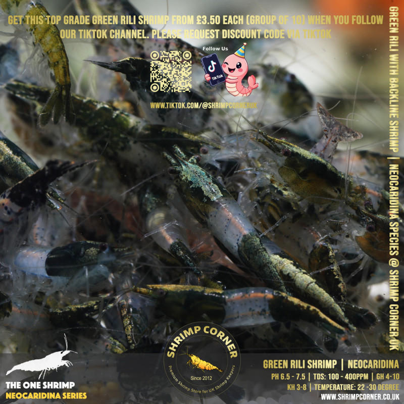 GREEN RILI SHRIMP with Golden Back Line @ Shrimp Corner