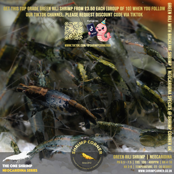 Group of 10 x GREEN RILI SHRIMP with Golden Back Line