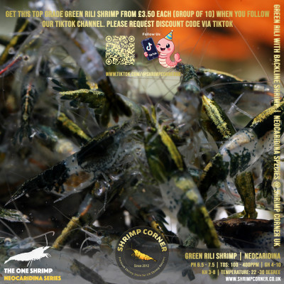 Group of 10 x GREEN RILI SHRIMP with Golden Back Line