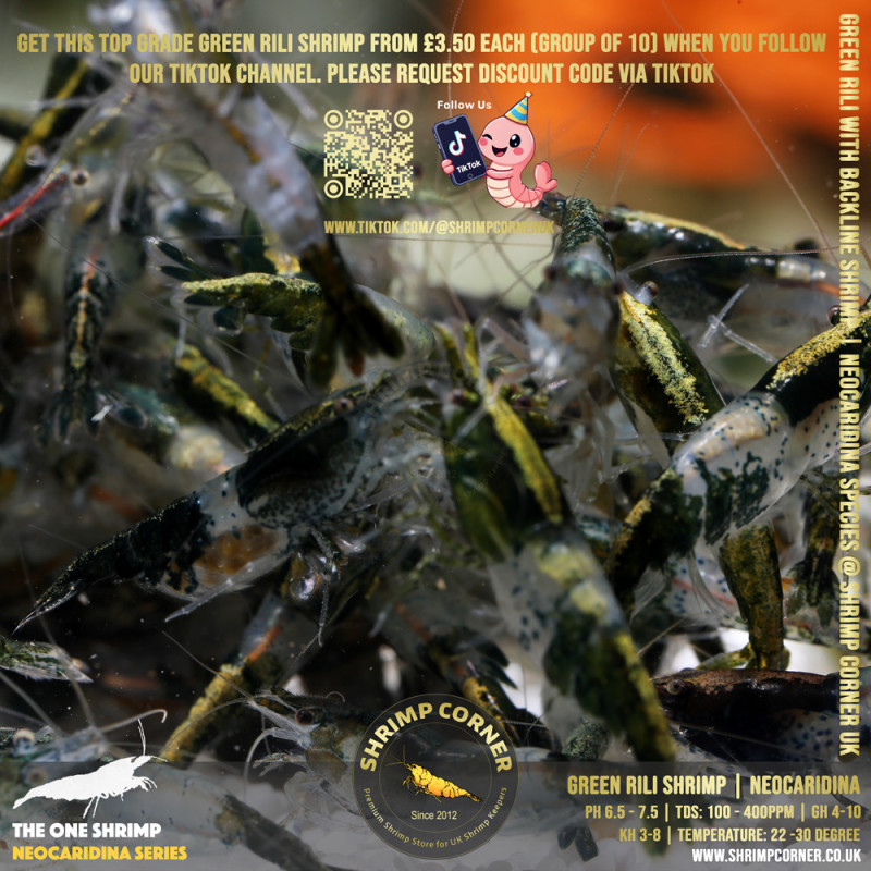 Group of 10 x GREEN RILI SHRIMP with Golden Back Line