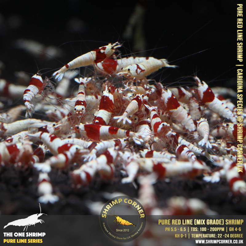 Group of 10 +1  x PURE RED LINE Shrimp - Common A-S Grade