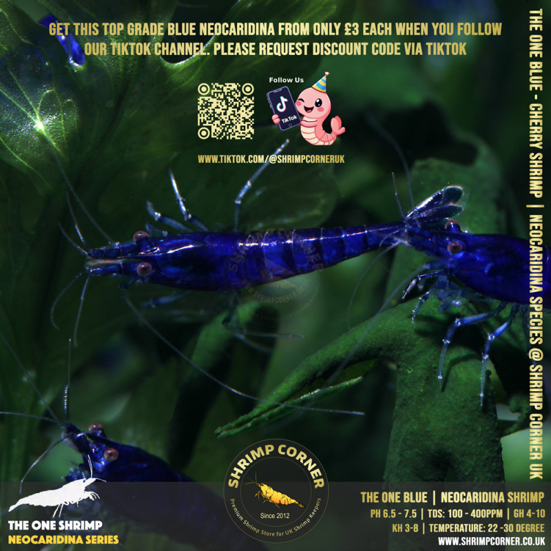 THE ONE BLUE | Highest Grade of Blue Cherry Shrimp @ Shrimp Corner