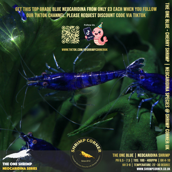 THE ONE BLUE | Highest Grade of Blue Cherry Shrimp @ Shrimp Corner