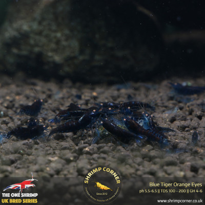 Group of 10 x Orange Eyes Blue Tiger (OEBT) Shrimp 2