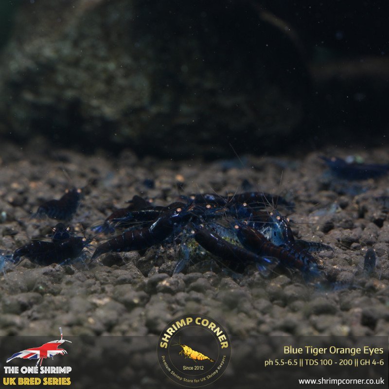 Group of 10 x Orange Eyes Blue Tiger (OEBT) Shrimp