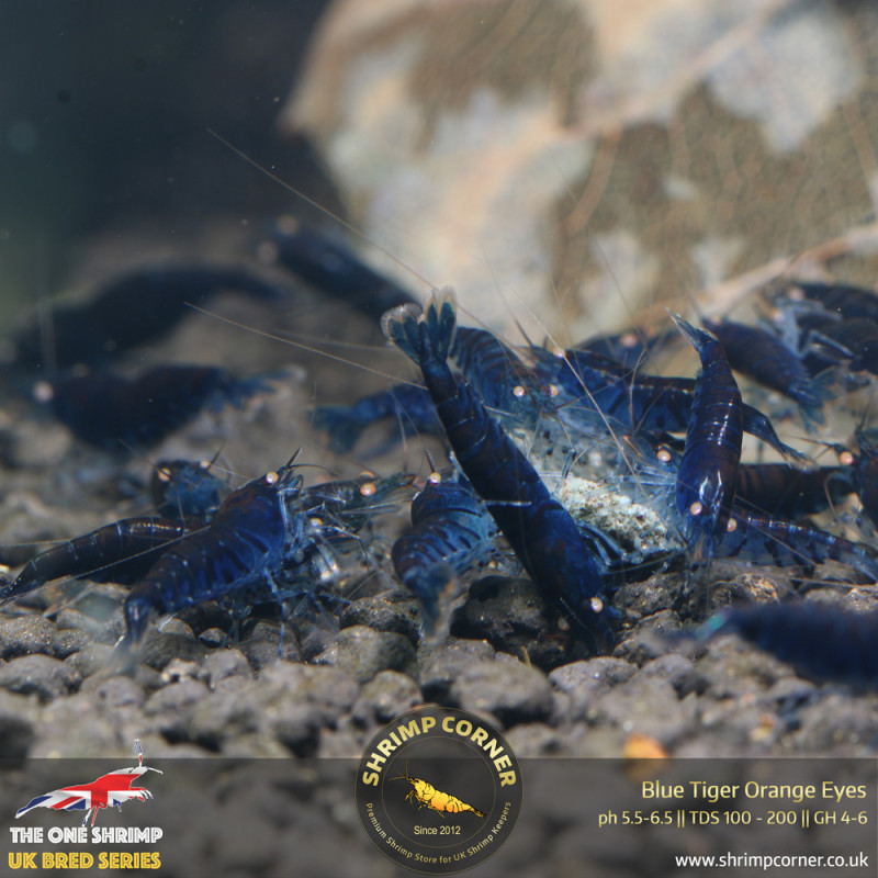 Group of 10 x Orange Eyes Blue Tiger (OEBT) Shrimp