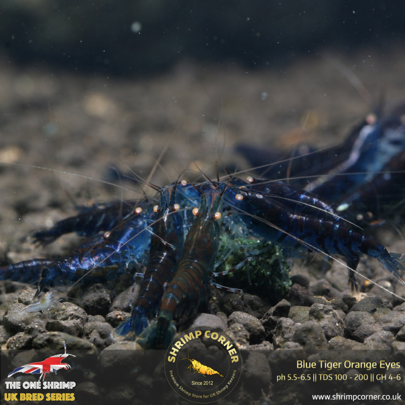 Group of 10 x Orange Eyes Blue Tiger (OEBT) Shrimp