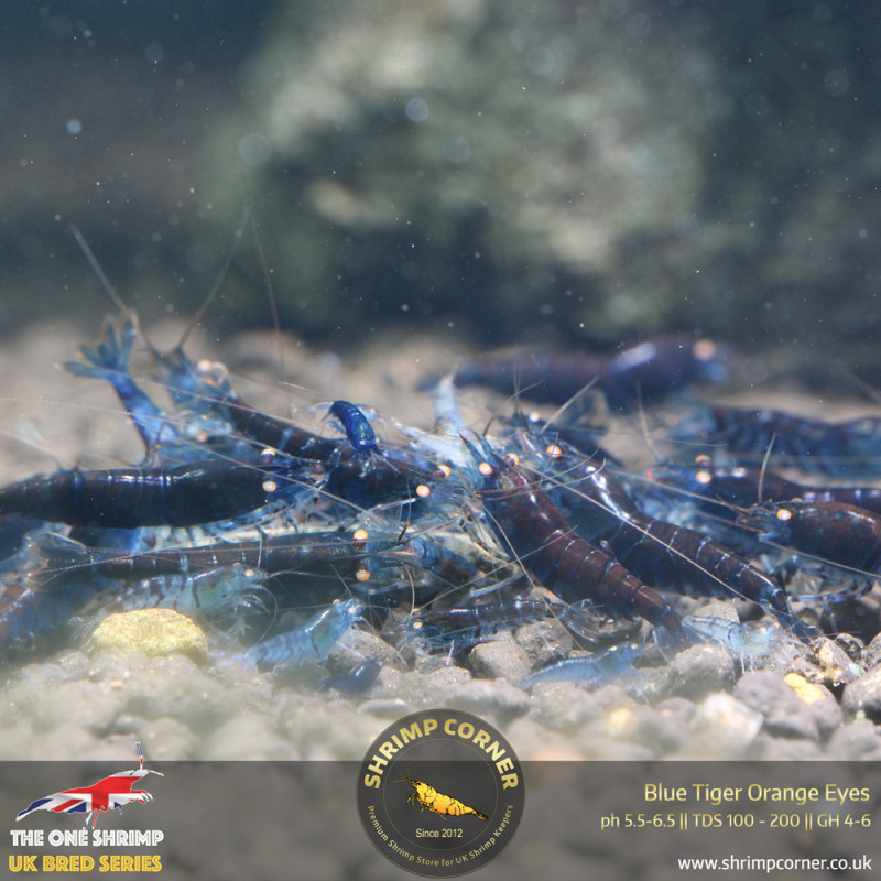 Group of 10 x Orange Eyes Blue Tiger (OEBT) Shrimp