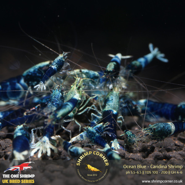 Ocean Blue Shrimp @ Shrimp Corner UK