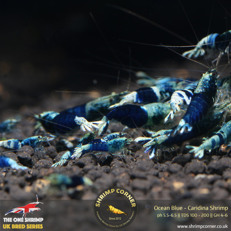 Ocean Blue Shrimp @ Shrimp Corner UK