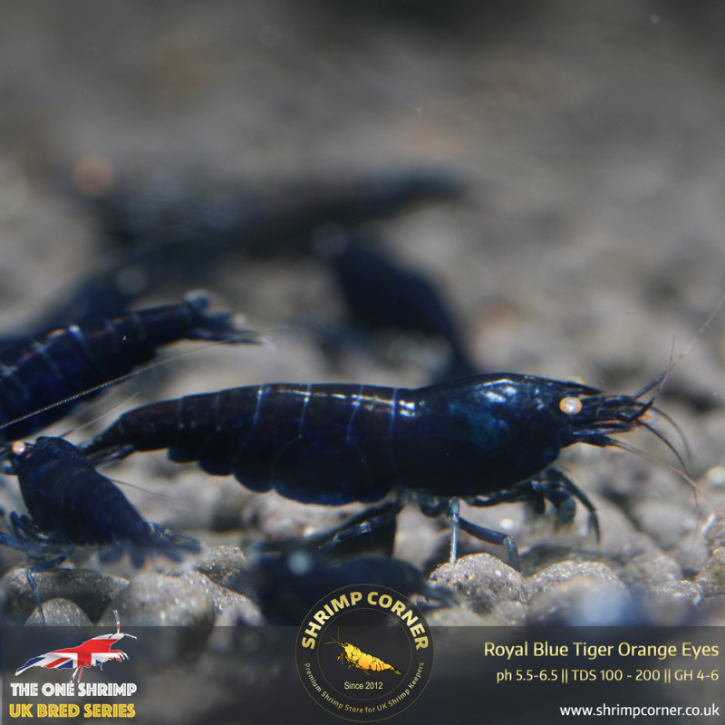 Group of 10 - Royal Blue Tiger Orange Eyes