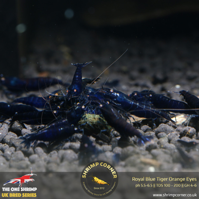 Group of 10 - Royal Blue Tiger Orange Eyes