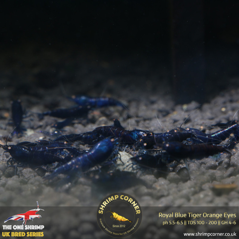 Group of 10 - Royal Blue Tiger Orange Eyes