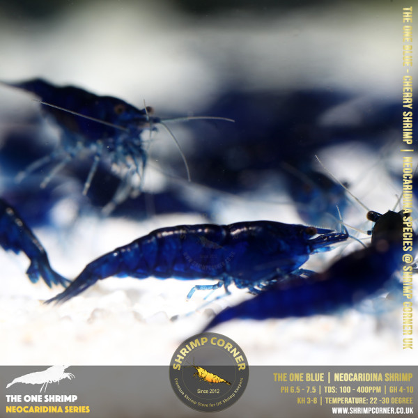 Group of 10 x THE ONE BLUE | Highest Grade of Blue Cherry Shrimp @ Shrimp Corner