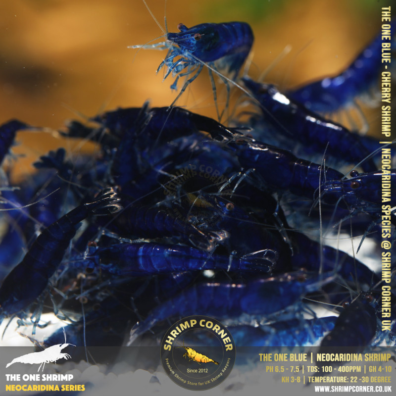 Group of 10 x THE ONE BLUE | Highest Grade of Blue Cherry Shrimp @ Shrimp Corner