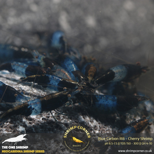 Dark Blue Cabon Rili Shrimp @ Shrimp Corner