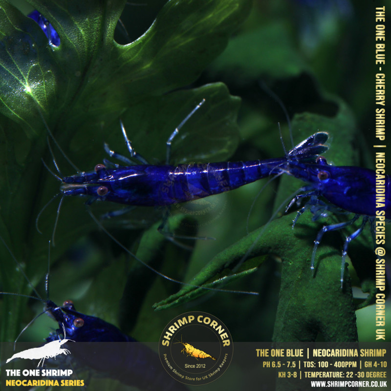 THE ONE BLUE | Highest Grade of Blue Cherry Shrimp @ Shrimp Corner