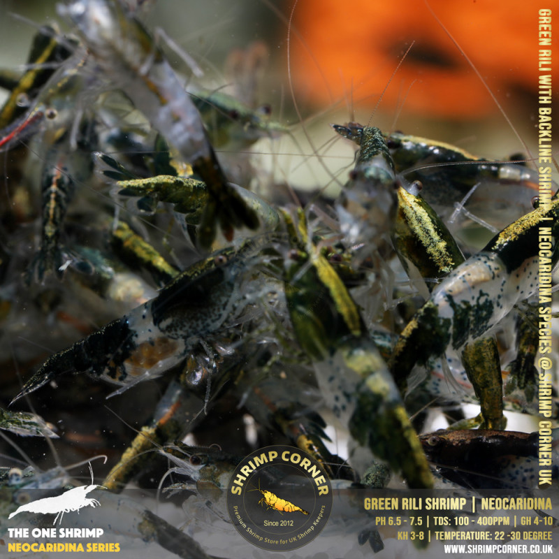 Group of 10 x GREEN RILI SHRIMP with Golden Back Line