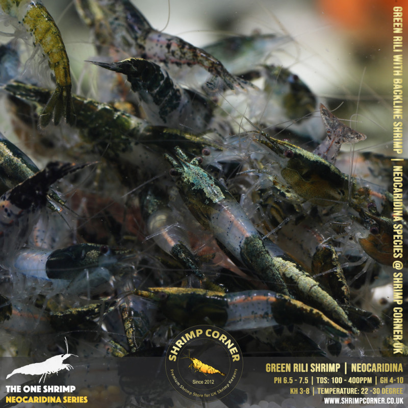 Group of 10 x GREEN RILI SHRIMP with Golden Back Line