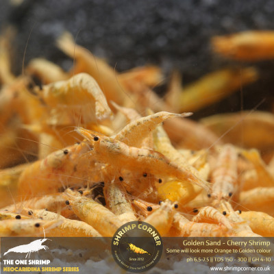 Golden Sand Cherry Shrimp 2
